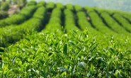 汉中2016年茶叶产量逾5万吨 产值过280亿元