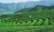 郭建军：《陕茶—世界茶叶的活化石》迎崭新面貌