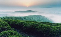 陕西2016年出口茶叶324吨 同比增568%