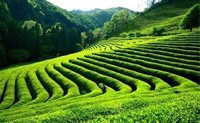 陕茶走出国门 鹏翔绿茶搭“丝路”快车出口马来西亚