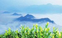 汉中2016年茶叶产量逾5万吨 产值过280亿元