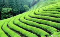 陕西茶企将参加茶界品牌“达沃斯”论坛