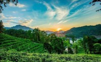 科技赋能·转型升级 富硒茶香·幸福安康——第31届中国茶业科技年会今天在安康开幕